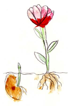 Drawing of flowers growing