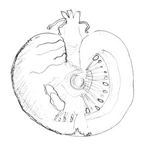 Drawing of a tomato